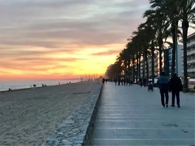 Bambusa Calafell
